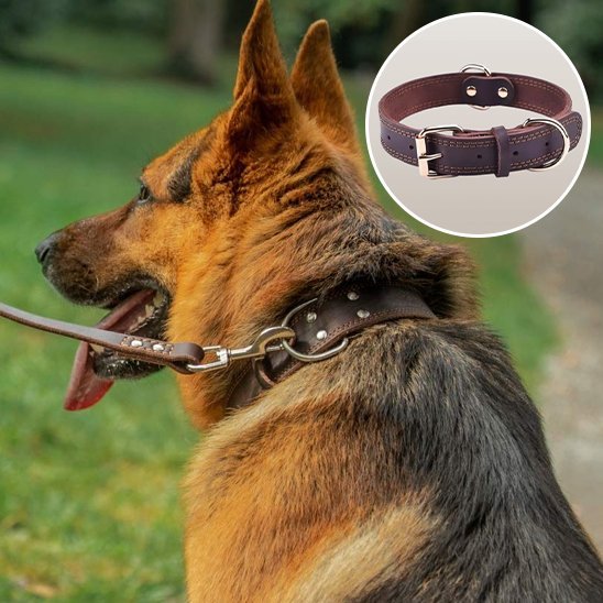 Collier chien | Confort Premium - Galaxie Des Chiens