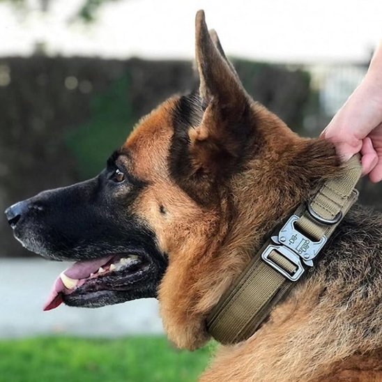 Collier pour chien tactique | Élégance Ajustable - Galaxie Des Chiens