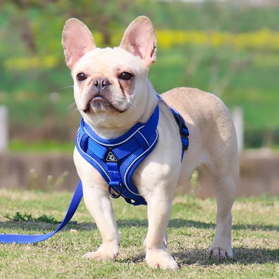 Harnais pour chien | Confort - Secure - Galaxie Des Chiens