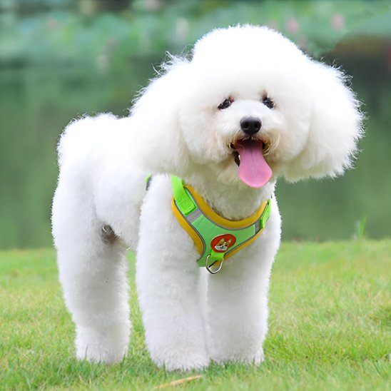 Harnais pour chien | Confort - Sécurité - Galaxie Des Chiens