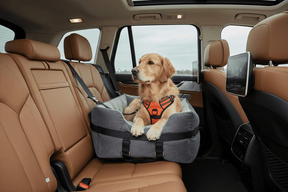 Bilan 2025 : Les tendances voyage avec son chien - Galaxie Des Chiens