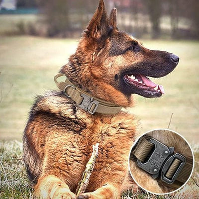 Colliers pour Chien - Galaxie Des Chiens