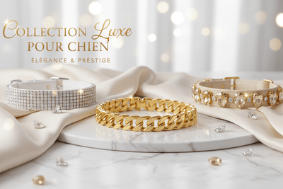Colliers Luxueux - Galaxie Des Chiens