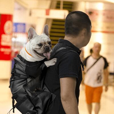 Sac à Dos pour Chien - PetBackpack™ - Noir - Galaxie Des Chiens