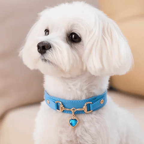 Collier pour Chien | Ajustable Confort - Galaxie Des Chiens