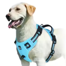 Harnais pour chien Comfort Secure - bleu ciel vue arrière avec poignée