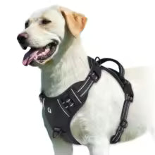 Harnais pour chien Comfort Secure - Noir -vue portée sur chien"