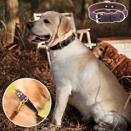 Collier chien | Confort Premium - Galaxie Des Chiens