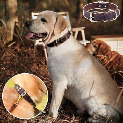 Collier chien | Confort Premium - Galaxie Des Chiens