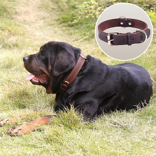 Collier chien | Confort Premium - Galaxie Des Chiens
