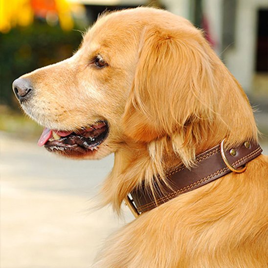 Collier chien | Confort Premium - Galaxie Des Chiens