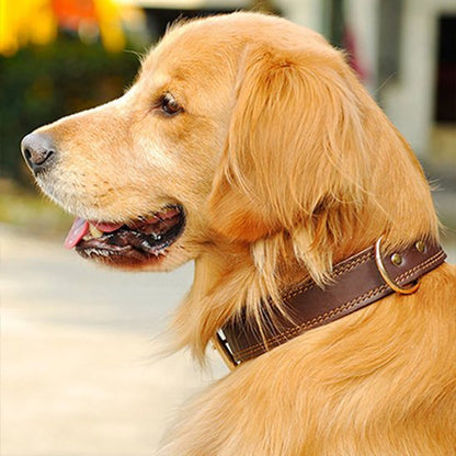 Collier chien | Confort Premium - Galaxie Des Chiens