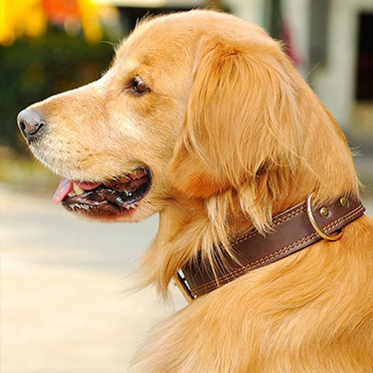 Collier chien | Confort Premium - Galaxie Des Chiens