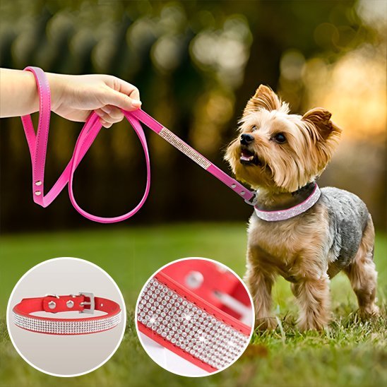 Collier chien Strass | Résistant et Confortable - Galaxie Des Chiens
