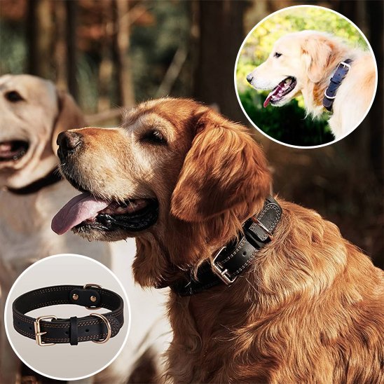 Collier chien | Confort Premium - Galaxie Des Chiens