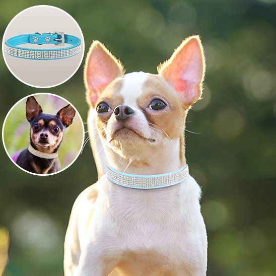 Collier chien Strass | Résistant et Confortable - Galaxie Des Chiens