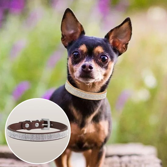Collier chien Strass | Résistant et Confortable - Galaxie Des Chiens