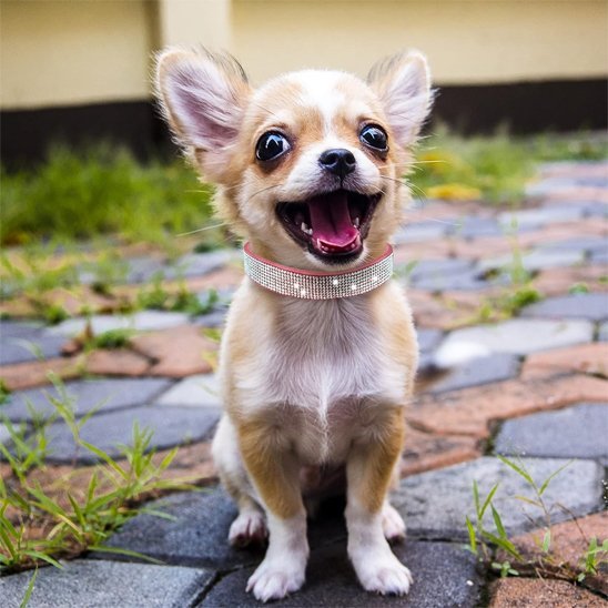 Collier chien Strass | Résistant et Confortable - Galaxie Des Chiens