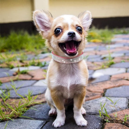 Collier chien Strass | Résistant et Confortable - Galaxie Des Chiens