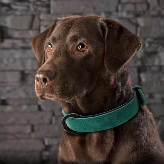 Collier chien en cuir robuste et ajustable | Sécuriflex - Galaxie Des Chiens