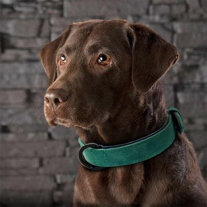 Collier chien en cuir robuste et ajustable | Sécuriflex - Galaxie Des Chiens