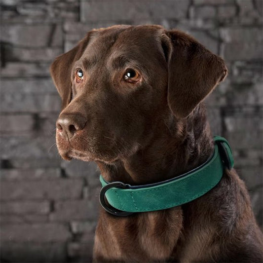 Collier chien en cuir robuste et ajustable | Sécuriflex - Galaxie Des Chiens