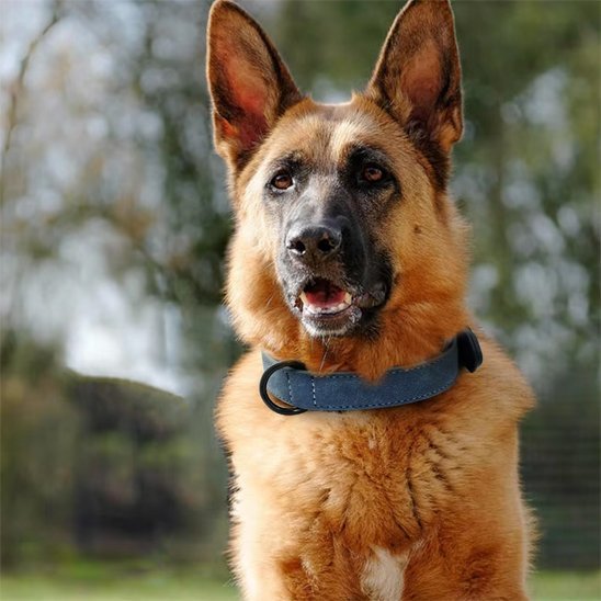 Collier chien en cuir robuste et ajustable | Sécuriflex - Galaxie Des Chiens