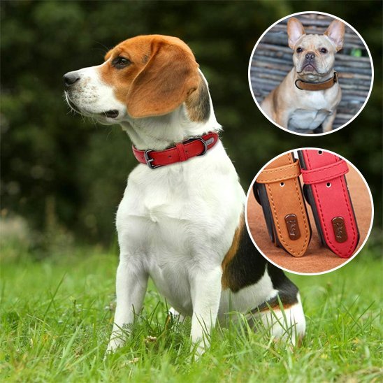 Collier chien en cuir robuste et ajustable | Sécuriflex - Galaxie Des Chiens