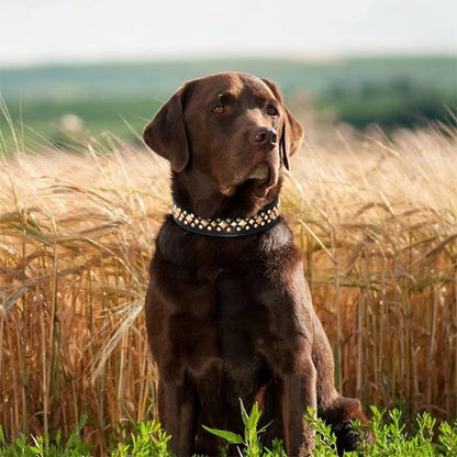Collier chien cuir véritable - coloris disponibles marron rouge et noir