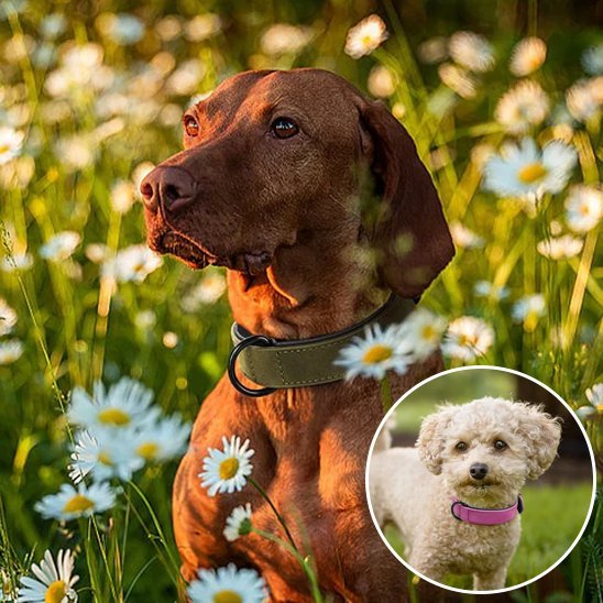 Collier chien en cuir robuste et ajustable | Sécuriflex - Galaxie Des Chiens