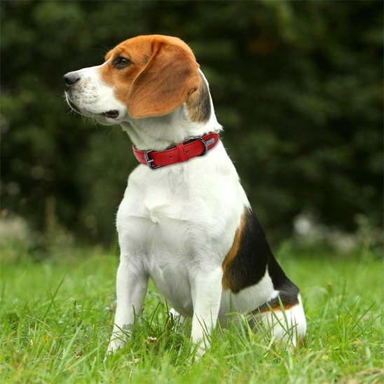Collier chien en cuir robuste et ajustable | Sécuriflex - Galaxie Des Chiens