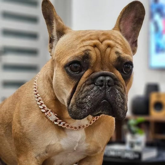 Collier chien Cristaux | Confort Sécurisé - Galaxie Des Chiens