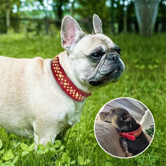Collier chien cuir véritable - détail texture cuir naturel résistant