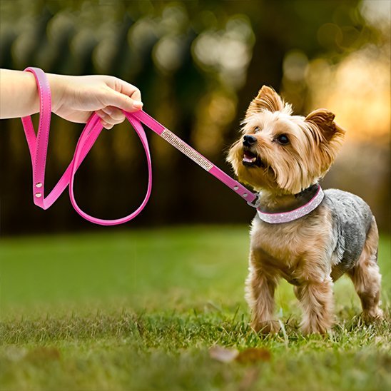Collier chien Strass | Résistant et Confortable - Galaxie Des Chiens