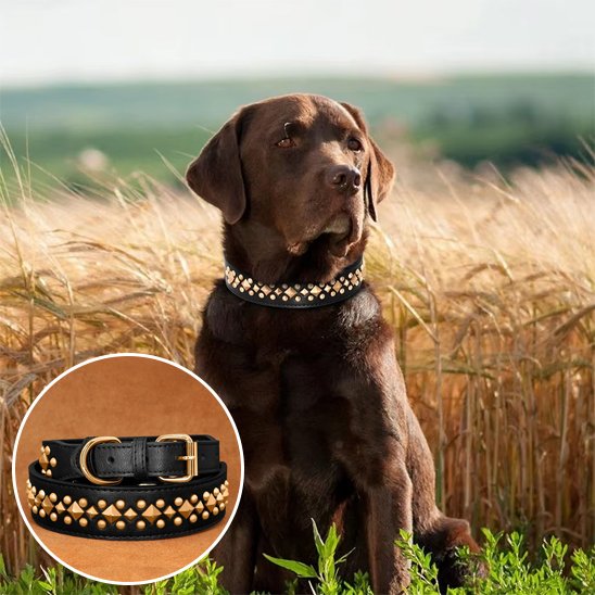 Collier chien cuir véritable - système ajustable boucle ardillon positions multiples