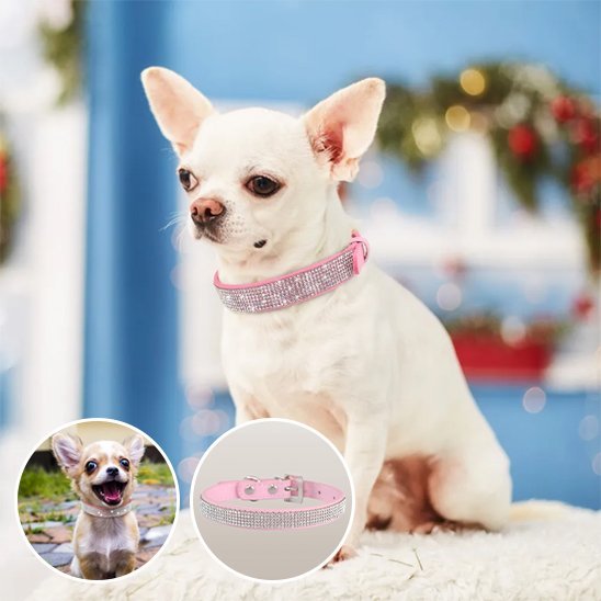 Collier chien Strass | Résistant et Confortable - Galaxie Des Chiens