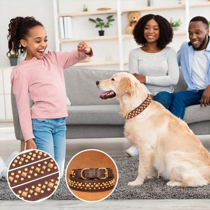 Collier chien cuir véritable - porté sur chien en balade extérieur