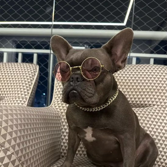 Collier chien Cristaux | Confort Sécurisé - Galaxie Des Chiens