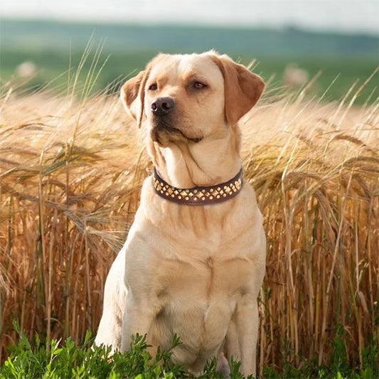 Collier chien cuir véritable avec clous dorés - vue d'ensemble