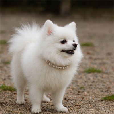 Collier chien Strass Durable & Confort - porté coloris rose avec perles blanches et cristaux roses - Galaxie Des Chiens