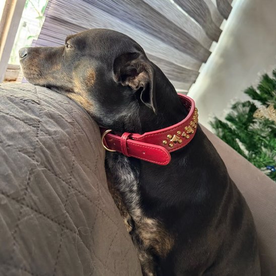 Collier chien cuir véritable - entretien facile nettoyage chiffon humide