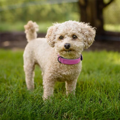 Collier chien en cuir robuste et ajustable | Sécuriflex - Galaxie Des Chiens