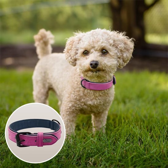 Collier chien en cuir robuste et ajustable | Sécuriflex - Galaxie Des Chiens