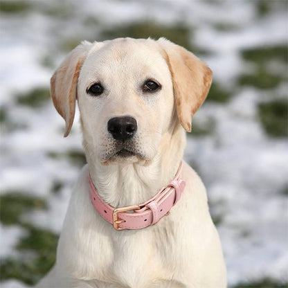 Collier chien cuir véritable-porté-rose- vue sur boucle ardillon-coutures renforcées-