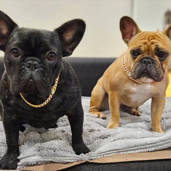 Collier chien Cristaux | Confort Sécurisé - Galaxie Des Chiens