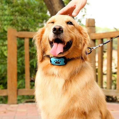 Collier de dressage pour Chien | Éducation Sans Douleur - Galaxie Des Chiens