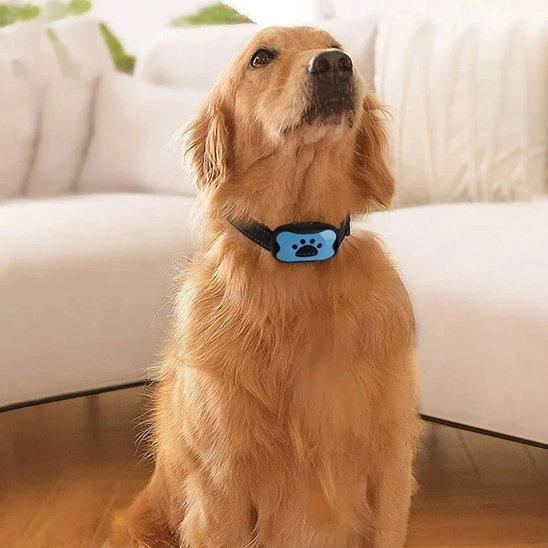 Collier de dressage pour Chien | Éducation Sans Douleur - Galaxie Des Chiens