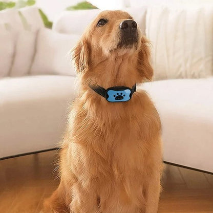 Collier de dressage pour Chien | Éducation Sans Douleur - Galaxie Des Chiens