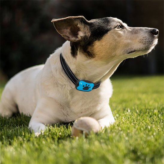 Collier de dressage pour Chien | Éducation Sans Douleur - Galaxie Des Chiens