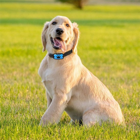 Collier de dressage pour Chien | Éducation Sans Douleur - Galaxie Des Chiens